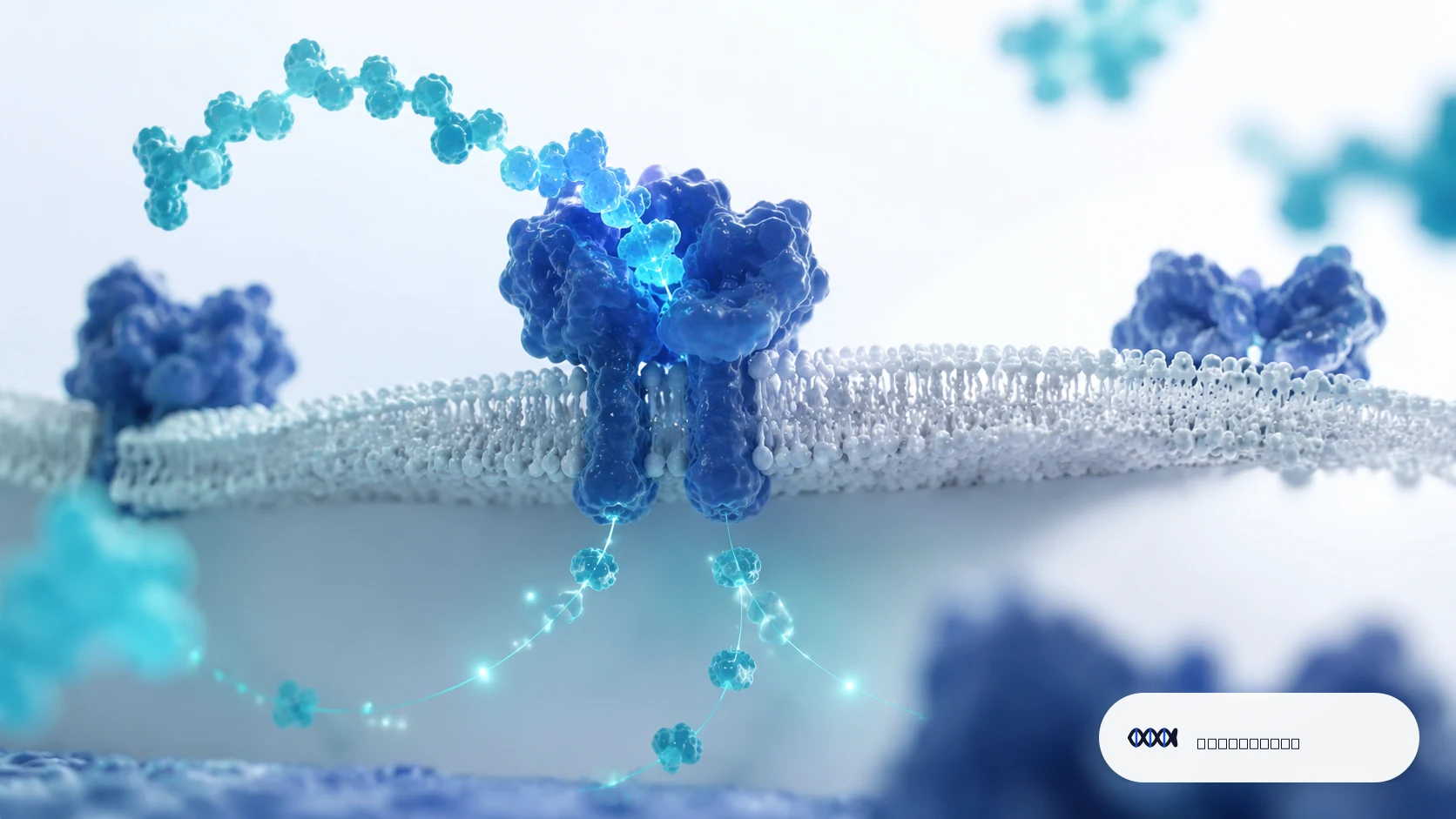 Molecular diagram showing peptide receptor interactions and cellular signaling pathways